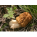 Мицелий Сморчка степного (Morchella steppicola)